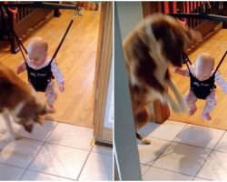Dog Notices Baby’s Shadow And Adorably Teaches Her How To Jump