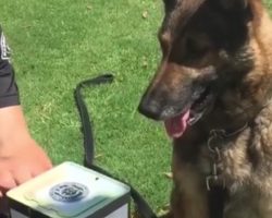 K9 Lives Up To Job Description When Handler Presents Him With A Jack-In-The-Box