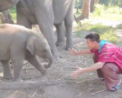 Man Asks Baby Elephant For A Hug, Has No Idea The Trouble He Was Getting Into