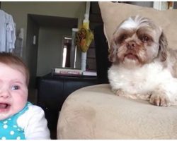Baby And Dog Bickering Back And Forth Wins Best Video Of The Day