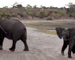 Baby Elephant Lets Out Massive Sneeze, Tourists Crack Up At The Adorable Result