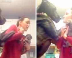 Mom Brings Home New Puppy, Jealous Great Dane Is Not Having It & Throws Epic Fit