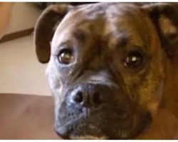 Dog Pleads With Dad To Keep Playing, “Needs Some Cheese To Go With Her Whine”