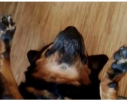 Stubborn Dog Refuses To Take His Pain Meds And Devises A Clever Plan