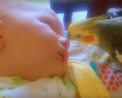 Motherly Cockatiel Kisses & Sings To Sleeping Baby, Helps The Baby Sleep Better