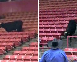 Runaway Cow Causes Ruckus At RodeoHouston, Hilariously Escapes Into The Stands