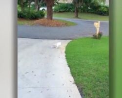 Dad Sees Puppy Wrestle With Something At The Edge Of Their Driveway, Quickly Runs Over
