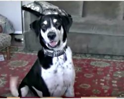 Dad Tells Dog He Got A Kitten And The Internet Is In Hysterics