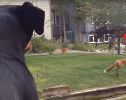 Wild Fox Begins Playing With This Dog’s Toy, And It’s Making The Dog Hilariously Jealous