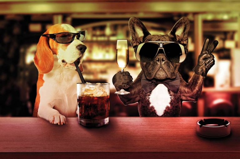 Dog Cocktails 24 Drinks Named After Dogs