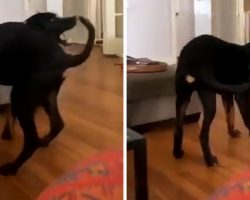 One Silly Pup Finally Catches His Own Tail While His Mom Films The Priceless Moment