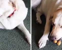 Mom Knew Dog Was Up To Something, His Comical Confession Then Wins Her Over