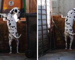 Every Friday Her Dog Runs Out Of The House, But This Time, She Managed To Film Him