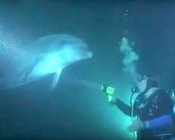 Dolphin In Distress Swims Up To Diver, Trusts Him And Asks For His Urgent Help