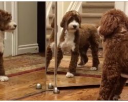 Doodle Pup Spots Reflection In Mirror For First Time, Launches Cuteness Attack