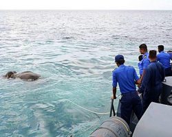 Terrified Drowning Elephant Is Rescued By Navy After He Was Swept Out To Sea