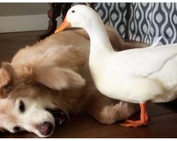 Silly duck annoys Golden Retriever until they become the best of friends
