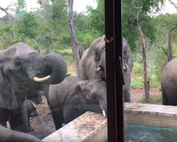 Man Wakes Up To See Lots Of Elephants Drinking From His Swimming Pool