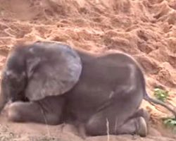 Sick Baby Elephant Was Dying After His Herd Rejected Him, Makes An Unlikely Friend