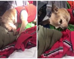 Grieving Dog Recognizes A Special Scent He Never Thought He’d Smell Again