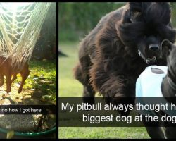 Go Ahead, Try Not To Laugh At These 15 Dog Snapchats– We Double Dog Dare Ya