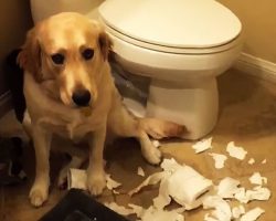 She Opened The Front Door To Discover Utter Chaos, But The Canine Culprit Had A Plan