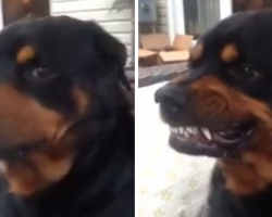 He Asked His Dog To Make A “Mean Face” And Boy, Did He Ever…