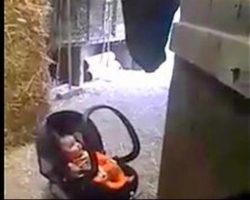 Mom Puts Crying Baby On The Floor, Then Sees Horse Reaching For Her