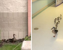 Lucky Hospital Undergoes Adorable Yearly Tradition Thanks To This Plucky Momma Duck