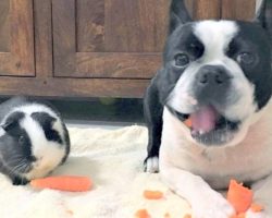 Guinea Pig Thinks Identical Dog Is Her Twin, Loves Sharing Her Carrots With Him