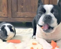 Guinea Pig Thinks Identical Dog Is Her Twin, Loves Sharing Her Carrots With Him
