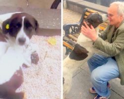 Man Lost His Dog On Streets 3 Years Ago, Breaks Down When He’s Finally Found