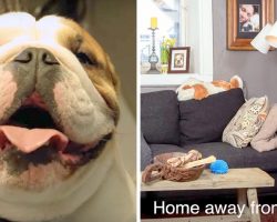 Dad Knows Dog Hates It When Family Goes On Trip, So He Builds Him A Special Home