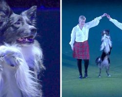 Dog Masters The Most Difficult Dance Routine, His Breathtaking Stunts Steal The Show