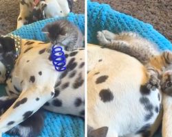Kittens Jump Around Napping Dalmatian, This Cute Video Will Make Your Day