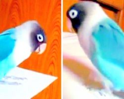 Dad Puts On Parrot’s Favorite Music, And She Just Can’t Stop Herself From Dancing