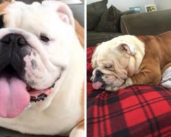 This Is The World’s Laziest Bulldog, And The World Is Falling In Love With Him