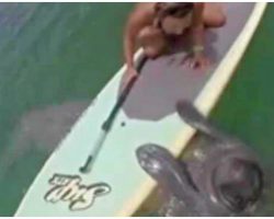 Manatee Pops Up To Say Hi- Paddleboarder Grabs Camera & Films Adorable Exchange
