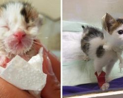 Woman Finds Tiny Kitty Dying In A Dumpster, Then Discovers The Incredible Truth