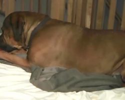 Two Women Awoke To Find Their Giant Mastiff Pinning Down A Man In Their Living Room