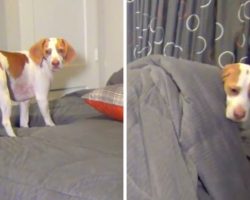 Dog Gets Hysterically Busted In Bed, But Mom Has The Most Brilliant ‘Punishment’