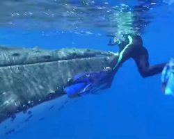 Loyal Whale Risks His Life For A Diver, Tries To Save Her From A Shark Attack