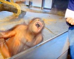 Orangutan Rolls On The Floor Laughing After Man Performs A Magic Trick For Him