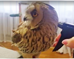 Woman Sprays Owl With Water, His Epic Reaction Has Internet Going Wild