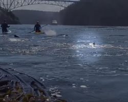 She Took Out Her Camera On The Water, Inadvertently Filming An Incredible Natural Phenomenon