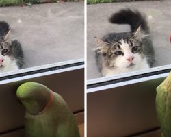 Mom Saw Her Parakeet Doing Something Bizarre With A Neighbor’s Cat And Had To Share It