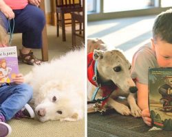 Program Lets Kids Read To Therapy Dogs To Beat Shyness & Improve Literary Skills