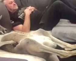 Rescue Kanga-Dog Insists On Daily Couch Cuddles With Dad