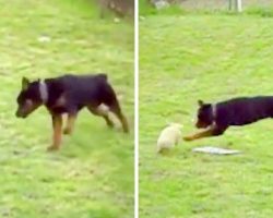 Mom Wonders What Rottweiler Is Up To, Grabs Her Camera As The Dog Chases Bunny