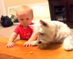Dog & Baby Want The Last Piece Of Chicken, Dad Captures Their Ultimate Showdown